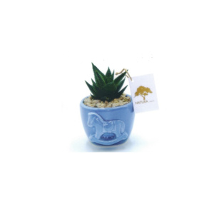 Vaso tondo piccolo con pianta Haworthia Pz. 1