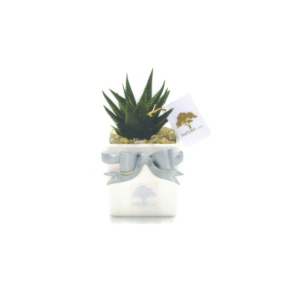Vaso cubo fiocco piccolo con pianta haworthia Pz. 1